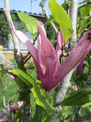 Magnolia 
                               