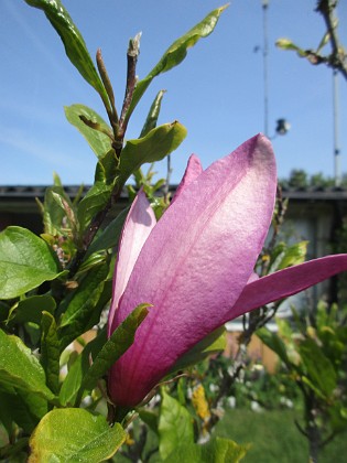 Magnolia 
                               