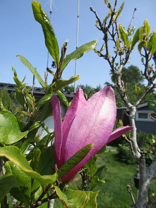 Magnolia