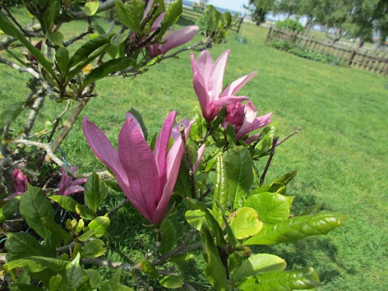 Magnolia 
                               