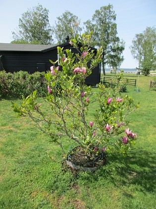 Magnolia  
                                 
2023-05-27 Magnolia_0016  
Granudden  
Färjestaden  
Öland