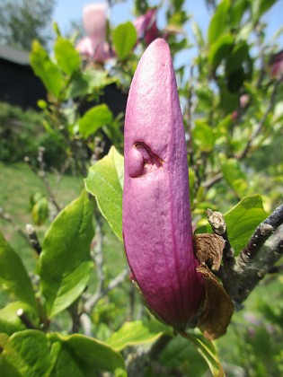 Magnolia 
                               