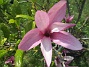                                 (2023-05-27 Magnolia_0003)