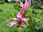                                 (2023-05-27 Magnolia_0006)