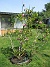 Magnolia  
                                 
2023-05-27 Magnolia_0014