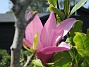                                 (2023-05-27 Magnolia_0020)