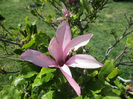 Magnolia 
                               