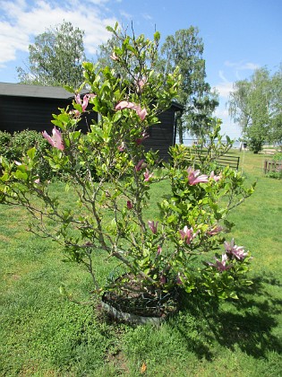 Magnolia  
  
2023-05-29 Magnolia_0020  
Granudden  
Färjestaden  
Öland