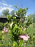 Magnolia  
  
2023-05-29 Magnolia_0019