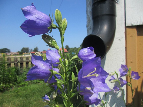 Blåklocka