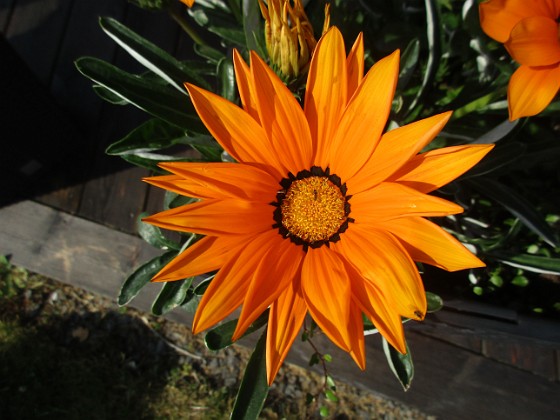 Gazania { Hos grannen } 