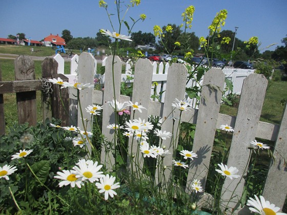 Prästkrage  
  
2023-06-20 Prästkrage_0050  
Granudden  
Färjestaden  
Öland