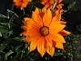 Gazania  
Hos grannen                            
2023-06-20 Gazania_0111