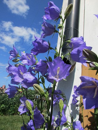 Blåklocka {  } 