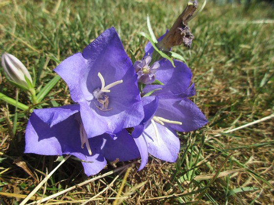 Blåklocka {  } 