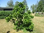 Magnolia  
  
2023-06-25 Magnolia_0023