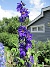                                 (2023-07-02 Riddarsporre_0042)