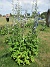                                 (2023-07-02 Riddarsporre_0062)