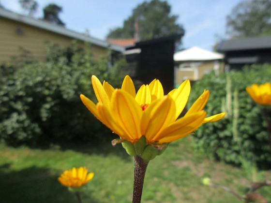 Dagöga  
                                 
2023-07-15 Dagöga_0014  
Granudden  
Färjestaden  
Öland