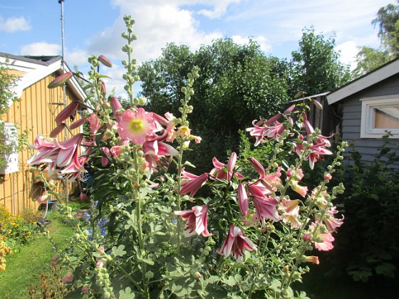 Trädlilja  
                                 
2023-07-20 Trädlilja_0013  
Granudden  
Färjestaden  
Öland