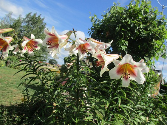 Trädlilja  
                                 
2023-07-20 Trädlilja_0018  
Granudden  
Färjestaden  
Öland