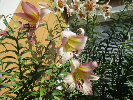 Trädlilja  
                                 
2023-07-21 Trädlilja_0005  
Granudden  
Färjestaden  
Öland