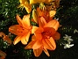                                 (2023-07-21 Liljor_0078)