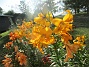                                 (2023-07-21 Liljor_0084)
