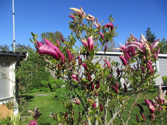 GranuddenMagnolia