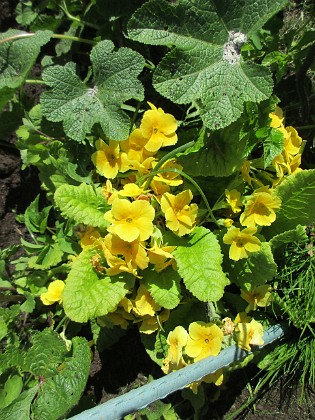 Primula