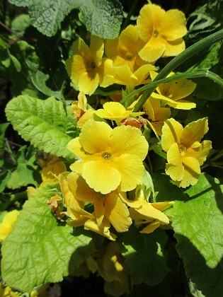 Primula