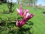 Magnolia  
                                 
2024-05-13 Magnolia_0045