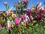                                 (2024-05-14 Magnolia_0018)