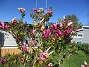                                 (2024-05-14 Magnolia_0022)