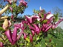                                 (2024-05-14 Magnolia_0023)