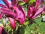                                 (2024-05-14 Magnolia_0024)