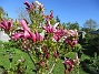                                 (2024-05-14 Magnolia_0025)