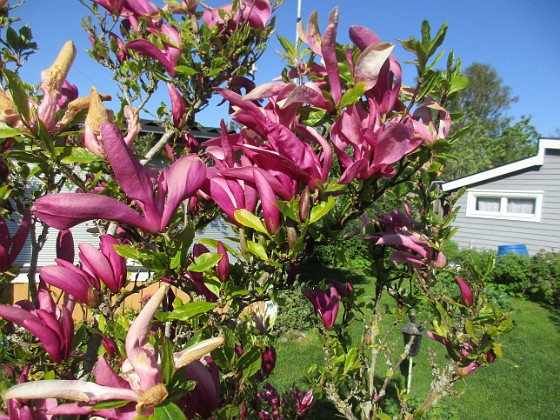 Magnolia