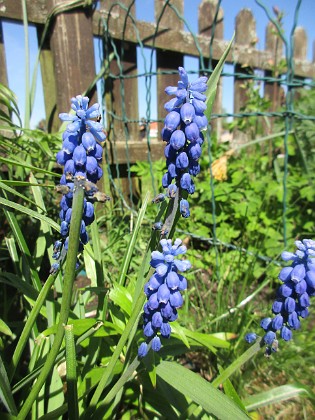 Pärlhyacintt  
  
2024-05-15 Pärlhyacintt_0018  
Granudden  
Färjestaden  
Öland
