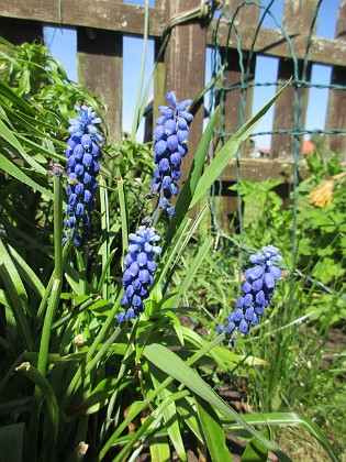 Pärlhyacintt  
  
2024-05-15 Pärlhyacintt_0019  
Granudden  
Färjestaden  
Öland