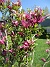                                 (2024-05-15 Magnolia_0011)
