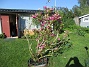                                 (2024-05-15 Magnolia_0023)