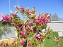                                 (2024-05-15 Magnolia_0025)