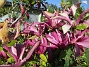                                 (2024-05-15 Magnolia_0027)