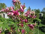                                 (2024-05-15 Magnolia_0029)