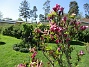 Magnolia  
                                 
2024-05-16 Magnolia_0007