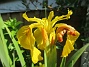 Iris  
  
2024-06-03 Iris_0002