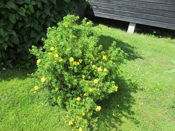 Ölandstok {  } 