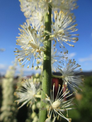 Höstsilverax {  } 