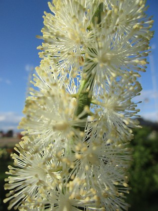Höstsilverax {  } 